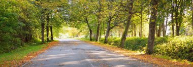 Altın, turuncu, kırmızı ve sarı yapraklı çam ağaçları arasında boş bir bisiklet asfalt yolu (alley). Yumuşak sabah ışığı, gölgeler. Sigulda, Letonya. Çevre turizmi, bisiklet