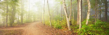 Gizemli bir sabah sisinin içinde ormanın içinden geçen yol renkli ağaçların doğal tüneli, yumuşak ışık. Idyllic sonbahar sahnesi. Saf doğa, ekoloji, mevsimler. Atmosferik manzara. Sigulda, Letonya;