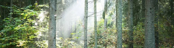 Vista Panorâmica Misteriosa Floresta Perene Num Nevoeiro Nascer Sol Luz — Fotografia de Stock