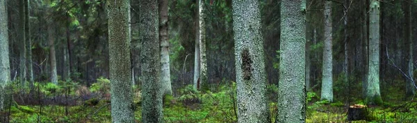Uitzicht Het Mistige Altijdgroene Bos Oude Hoge Dennenboomstammen Van Dichtbij — Stockfoto