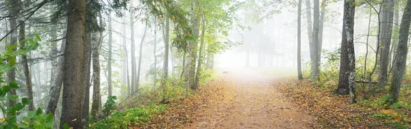 Gizemli bir sabah sisinin içinde ormanın içinden geçen yol renkli ağaçların doğal tüneli, yumuşak ışık. Idyllic sonbahar sahnesi. Saf doğa, ekoloji, mevsimler. Atmosferik manzara. Sigulda, Letonya;