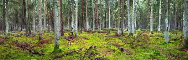 远眺多雾的常绿森林 远古高松树干的特写 趴在地上 黑暗的风景 爱沙尼亚 — 图库照片