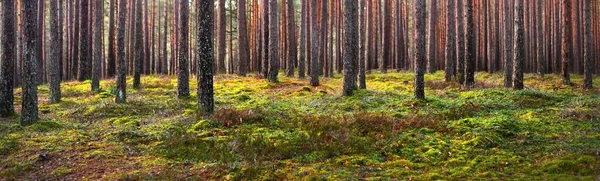 Sabah sisinden sonra ebedi yeşil ormanın manzarası, antik çam ağaçları. Yerde yosun var. Ağaç gövdelerinin arasından gün ışığı. Puslu bir manzara. Estonya