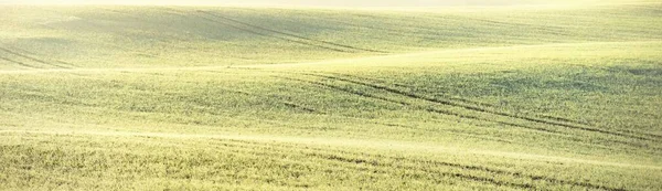Зелене Оранжерея Сільськогосподарського Поля Тракторними Коліями Сході Сонця Впритул Золоте — стокове фото