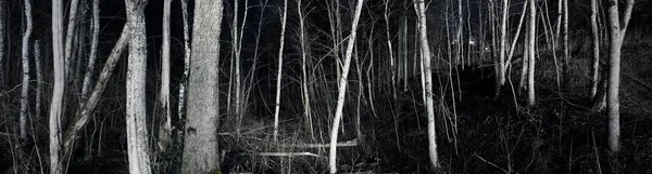 Cielo Estrellado Épico Sobre Bosque Abedules Otoño Siluetas Blancas Iluminadas — Foto de Stock