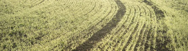 Groene Landbouwgrond Met Trekkersporen Bij Zonsopgang Close Gouden Licht Mist — Stockfoto