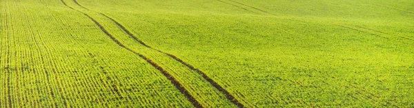 Grün Gepflügtes Landwirtschaftliches Feld Mit Traktorspuren Bei Sonnenaufgang Aus Nächster — Stockfoto