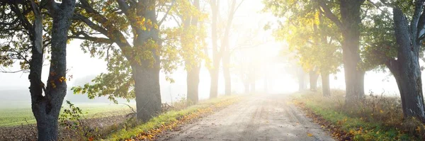 通过落叶橡木和枫树的单行车道乡村道路 天然隧道阳光 仙女秋天的场景 天堂的概念 骑自行车 — 图库照片