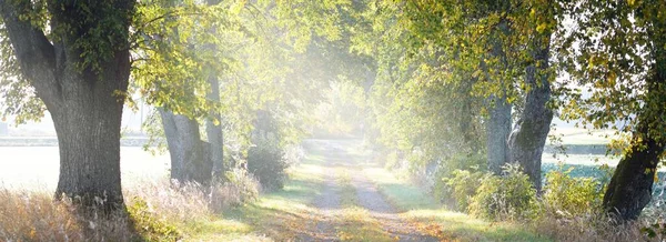 Single Lane Rural Road Alley Linden Trees Sunrise Golden Sunlight — Stock Photo, Image