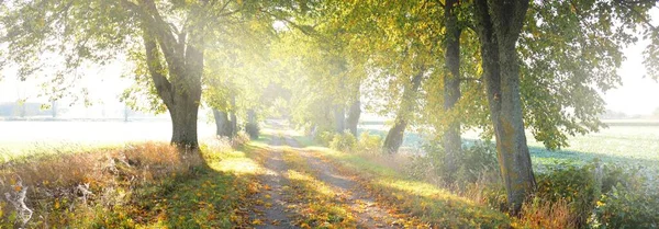 日出时穿过林荫林的单行线乡村路 金色的阳光 仙女秋天的森林场景 纯洁的自然 — 图库照片