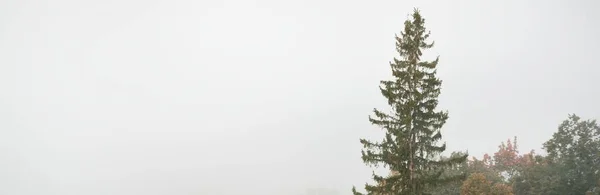 Valle Del Río Gauja Bosque Pinos Una Nube Misteriosa Niebla — Foto de Stock