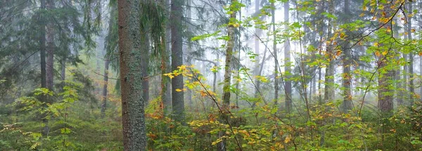 Gün doğumunda sisli bir havada ormanın atmosferik manzarası. Yumuşak güneş ışığı, güneş ışınları. Eski yeşil ve altın ağaçlar, renkli yapraklar, yakın plan bitkiler. Sigulda, Letonya. Ekoloji, mevsimler, sonbahar, eko turizm