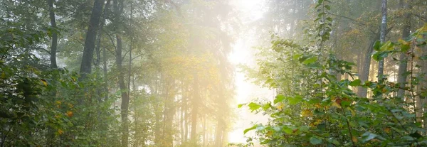 Gizemli bir sabah sisinin içinde ormanın içinden geçen yol renkli ağaçların doğal tüneli, yumuşak ışık. Idyllic sonbahar sahnesi. Saf doğa, ekoloji, mevsimler. Atmosferik manzara. Sigulda, Letonya;
