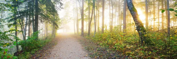 Gizemli bir sabah sisinin içinde ormanın içinden geçen yol renkli ağaçların doğal tüneli, yumuşak ışık. Idyllic sonbahar sahnesi. Saf doğa, ekoloji, mevsimler. Atmosferik manzara. Sigulda, Letonya;
