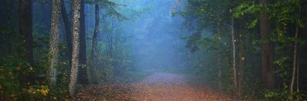 Caminho Através Floresta Misterioso Nevoeiro Matinal Túnel Natural Das Árvores — Fotografia de Stock