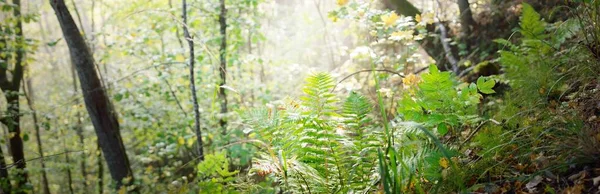 日の出の霧の中で森の丘の大気中の風景 黄金の光と陽射し 緑の木 カラフルな葉 植物のクローズアップ ラトビアのシグルダ 生態系 エコツーリズム — ストック写真