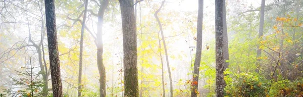 Gün doğumunda sisli bir havada orman tepelerinin atmosferik manzarası. Altın ışık, güneş ışınları. Yeşil ağaçlar, renkli yapraklar, yosun, eğrelti otu, bitkiler. Sigulda, Letonya. Ekoloji, mevsimler, sonbahar, eko turizm