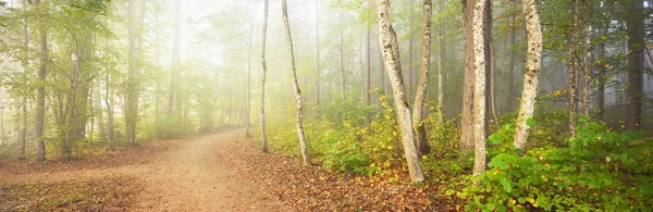 Gizemli bir sabah sisinin içinde ormanın içinden geçen yol renkli ağaçların doğal tüneli, yumuşak ışık. Idyllic sonbahar sahnesi. Saf doğa, ekoloji, mevsimler. Atmosferik manzara. Sigulda, Letonya;
