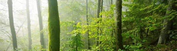 Atmosphärische Landschaft Der Waldhügel Nebel Bei Sonnenaufgang Weiches Licht Sonnenstrahlen — Stockfoto