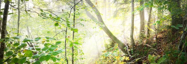 Gün doğumunda sisli bir havada orman tepelerinin atmosferik manzarası. Yumuşak ışık, güneş ışınları. Yeşil ağaçlar, renkli yapraklar, yosun, eğrelti otu, bitkiler. Sigulda, Letonya. Ekoloji, mevsimler, sonbahar, eko turizm