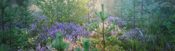 Majestuoso Bosque Pinos Siempreverdes Una Niebla Amanecer Flores Brezo Púrpura — Foto de Stock