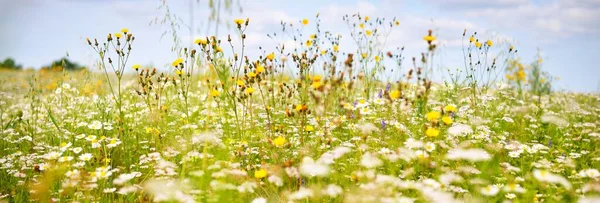 Flores Silvestres Perto Vista Panorâmica Campo Camomila Florescente Paisagem Nebulosa — Fotografia de Stock