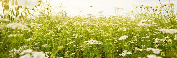 Flores Silvestres Perto Vista Panorâmica Campo Camomila Florescente Paisagem Nebulosa — Fotografia de Stock