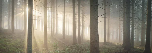 Panoramic View Majestic Evergreen Forest Morning Fog Mighty Pine Tree — Stock Photo, Image