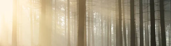 Blick Auf Den Majestätischen Immergrünen Wald Morgennebel Mächtige Kiefernsilhouetten Stimmungsvolle — Stockfoto