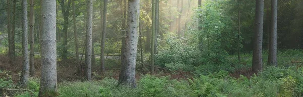 雄大な緑の落葉や朝の霧の中で松林のパノラマビュー 木のシルエット 太陽光線 純粋な日光 大気の夢のような夏の風景 生態学 ファンタジー おとぎ話 — ストック写真