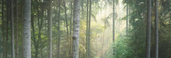 Vista Panorámica Majestuoso Verde Caducifolio Bosque Pinos Una Niebla Matutina —  Fotos de Stock