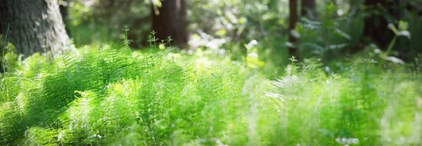 Plancher Forestier Feuilles Fougère Verte Gros Plan Île Ruhnu Estonie — Photo