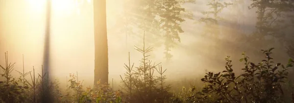 日の出の神秘的な常緑樹林 黄金の太陽 松やモミの木のクローズアップ 光の木の幹を流れる 絵のような景色 牧歌的な風景です 純粋な自然 — ストック写真