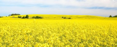 Açan kolza tohumu tarlası. Parlayan bulutlu açık mavi gökyüzü. Bulutlar. Kırsal alan. Tarım, biyoteknoloji, yakıt, gıda endüstrisi, alternatif enerji, çevre koruma. Panoramik görünüm