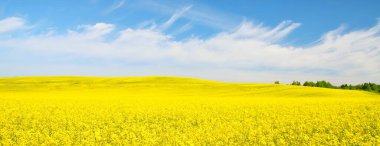 Açan kolza tohumu tarlası. Parlayan bulutlu açık mavi gökyüzü. Bulutlar. Kırsal alan. Tarım, biyoteknoloji, yakıt, gıda endüstrisi, alternatif enerji, çevre koruma. Panoramik görünüm