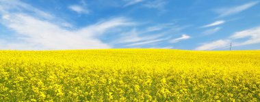Blooming rapeseed field. Clear blue sky with glowing clouds. Cloudscape. Rural scene. Agriculture, biotechnology, fuel, food industry, alternative energy, environmental conservation. Panoramic view clipart