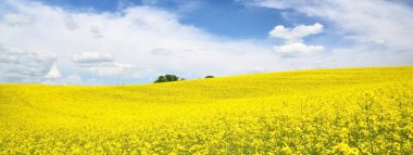 Açan kolza tohumu tarlası. Parlayan bulutlu açık mavi gökyüzü. Bulutlar. Kırsal alan. Tarım, biyoteknoloji, yakıt, gıda endüstrisi, alternatif enerji, çevre koruma. Panoramik görünüm