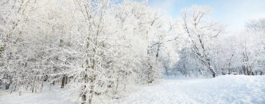 Açık bir günde karla kaplı ormanın (eski şehir parkı) resimli panoramik manzarası. Ağaç donundaki ağaçlar yakın plan. Kış Harikalar Diyarı. Mevsimler, iklim değişikliği, saf doğa, ekoloji, çevre
