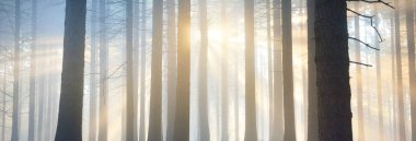 Sabahları sisli, görkemli ve yemyeşil ormanın panoramik manzarası. Güçlü çam ağacı siluetleri. Atmosferik rüya gibi yaz manzarası. Güneş ışınları, gizemli mavi ışık. Doğa, fantezi, peri masalı