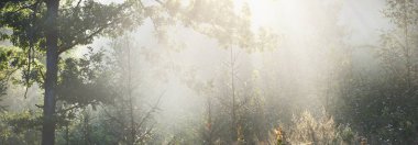 Güneşin doğuşunda esrarengiz yeşil orman. Altın güneş ışığı, güneş ışığı, sis, sis. Çam ve köknar ağaçları yakın plan. Ağaç gövdelerinden akan ışık. Resimli bir manzara var. Idyllic manzara. Saf doğa.