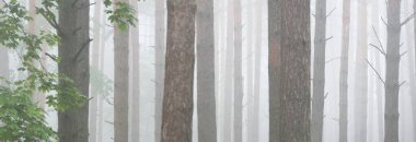 Görkemli Evergreen Ormanı 'na giden yol. Gizemli sis. Firavun, ladin, çam ağaçları. Idyllic yaz sahnesi. Doğa, ekoloji, çevre koruma. Karanlık atmosferik manzara. Panoramik görünüm