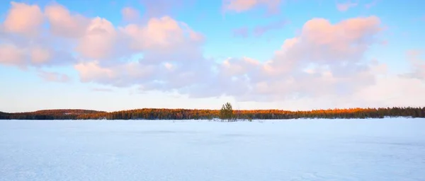 落日的时候 冰封的湖泊和白雪覆盖的松树林 冰的质感戏剧化的天空 粉色的云彩 冬天的仙境自然 环境保护 气候变化 生态旅游 圣诞节 — 图库照片