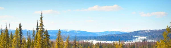 Young Pine Trees Blizzard Clear Day Mountain Peaks Background Idyllic — Stock Photo, Image