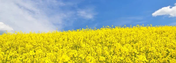 开花的菜籽田 晴朗的蓝天 乌云密布 云彩景观 乡村风景 生物技术 食品工业 替代能源 环境保护 全景视图 — 图库照片