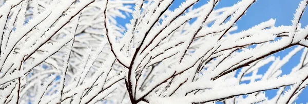 Schneebedeckte Bäume Vor Strahlend Blauem Himmel Nach Einem Schneesturm Raureif — Stockfoto