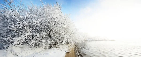 Copaci Acoperiți Zăpadă Într Parc Orașului Vedere Digul Râul Vacanțe — Fotografie, imagine de stoc