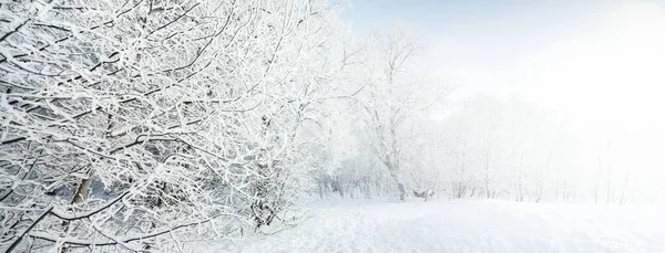 Malerischer Blick Auf Den Verschneiten Wald Altstadtpark Einem Klaren Tag — Stockfoto