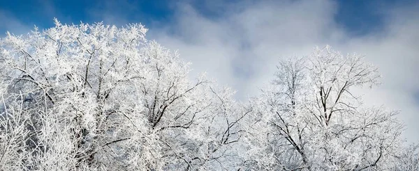 吹雪の後 澄んだ青い空に対する雪に覆われた木 木の枝 クローズアップで霜 冬の不思議の国 気候変動 自然背景 — ストック写真