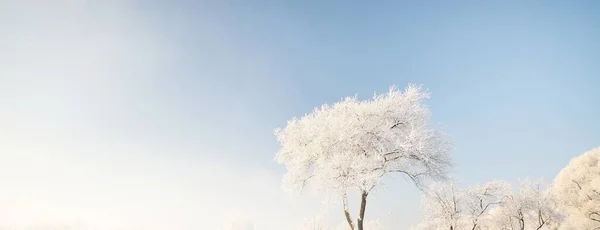 暴风雪过后 白雪覆盖的树木在晴朗的蓝天下 树枝上结霜 冬天的仙境Weather Climate Change Nature Environment Natural Background — 图库照片