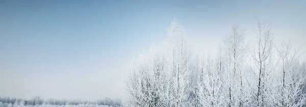 Schneebedeckte Bäume Vor Strahlend Blauem Himmel Nach Einem Schneesturm Raureif — Stockfoto